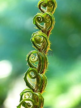 蕨類,蕨菜,推出