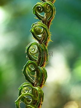 蕨類,蕨菜,推出