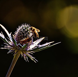 薊,花,廠