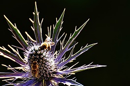 薊,花,廠