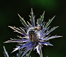 薊,花,廠