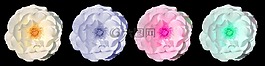 玫瑰,花,開花