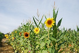向日葵,玉米秸秆,玉米