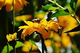 花,黃色,開花