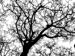 樹,分支機(jī)構(gòu),審美