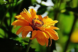 花,黃色,開花