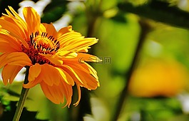 花,黃色,開花