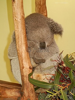 考拉,austraila,可愛