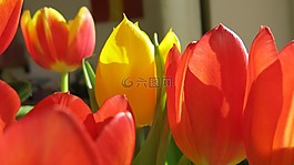 紅花,郁金香,顏色