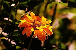花,黃色,開花