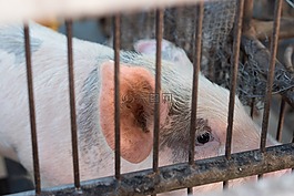 動物,豬肉,小豬