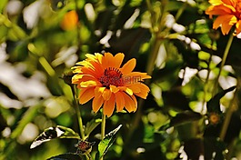 花,黃色,開花