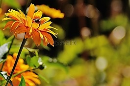 花,黃色,開花