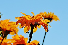 花,黃色,開花