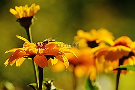 花,黃色,開花