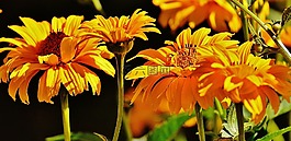 花,黃色,開花