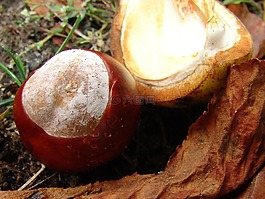 板栗,森林,性質