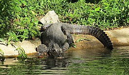 中國鱷魚,尋找,野生動物