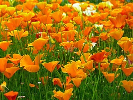 冰島罌粟,鮮花,橙