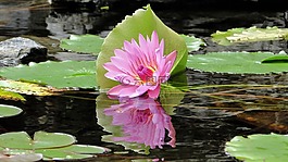 花,蓮花,夏天