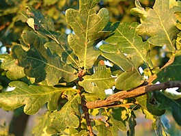 秋季,森林,橡樹(shù)