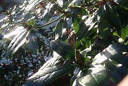 rododendron,植物,布什