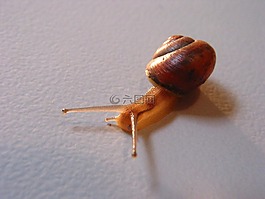 蝸牛,動(dòng)物,性質(zhì)