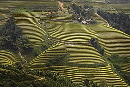 越南,米,稻田