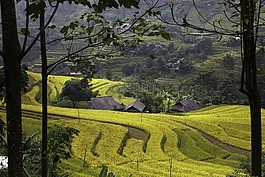 越南,米,稻田