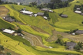 越南,米,稻田