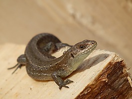 蜥蜴,動(dòng)物
