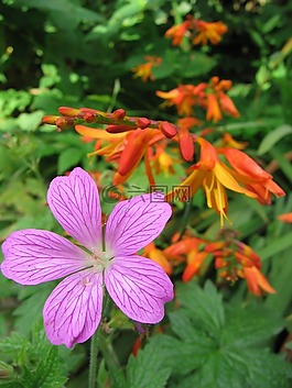 花園,鮮花,植物