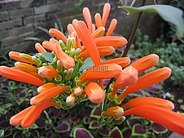 鮮花,橙,植物