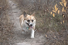 狗,柯基犬图片,户外