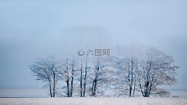 冬天,有霧,樹木