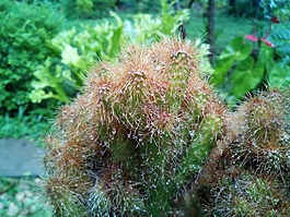 仙人掌,花园,植物