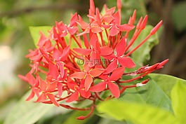 自然,花,植物區(qū)系