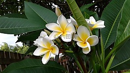 花,白色,黃色