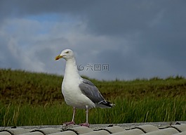 海鷗,海灘,屋頂