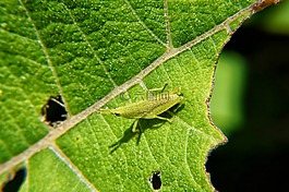 宏,microphotographing,萨尔瓦多
