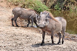 pumba,疣豬,塞倫蓋蒂