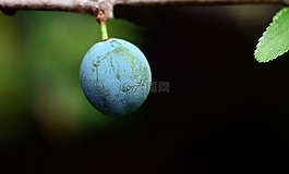 漿果,藍(lán)色,水果