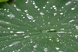 植物,一滴水,蓮花