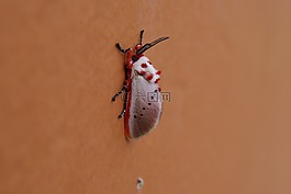 蛾,昆蟲,動(dòng)物