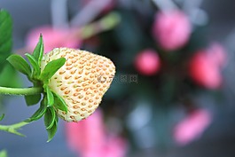 草莓,鮮花,顏色