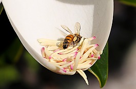 蜜蜂,花,玉蘭