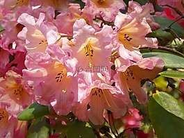 映山紅,鮮花,粉紅色