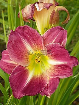 黃花菜,紫色,雄蕊