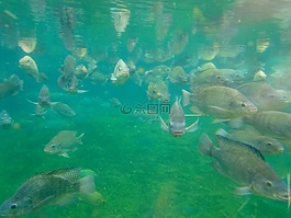 魚,魚類養(yǎng)殖,水族館