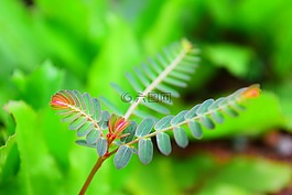 蕨類植物的葉子,綠色,植物區(qū)系